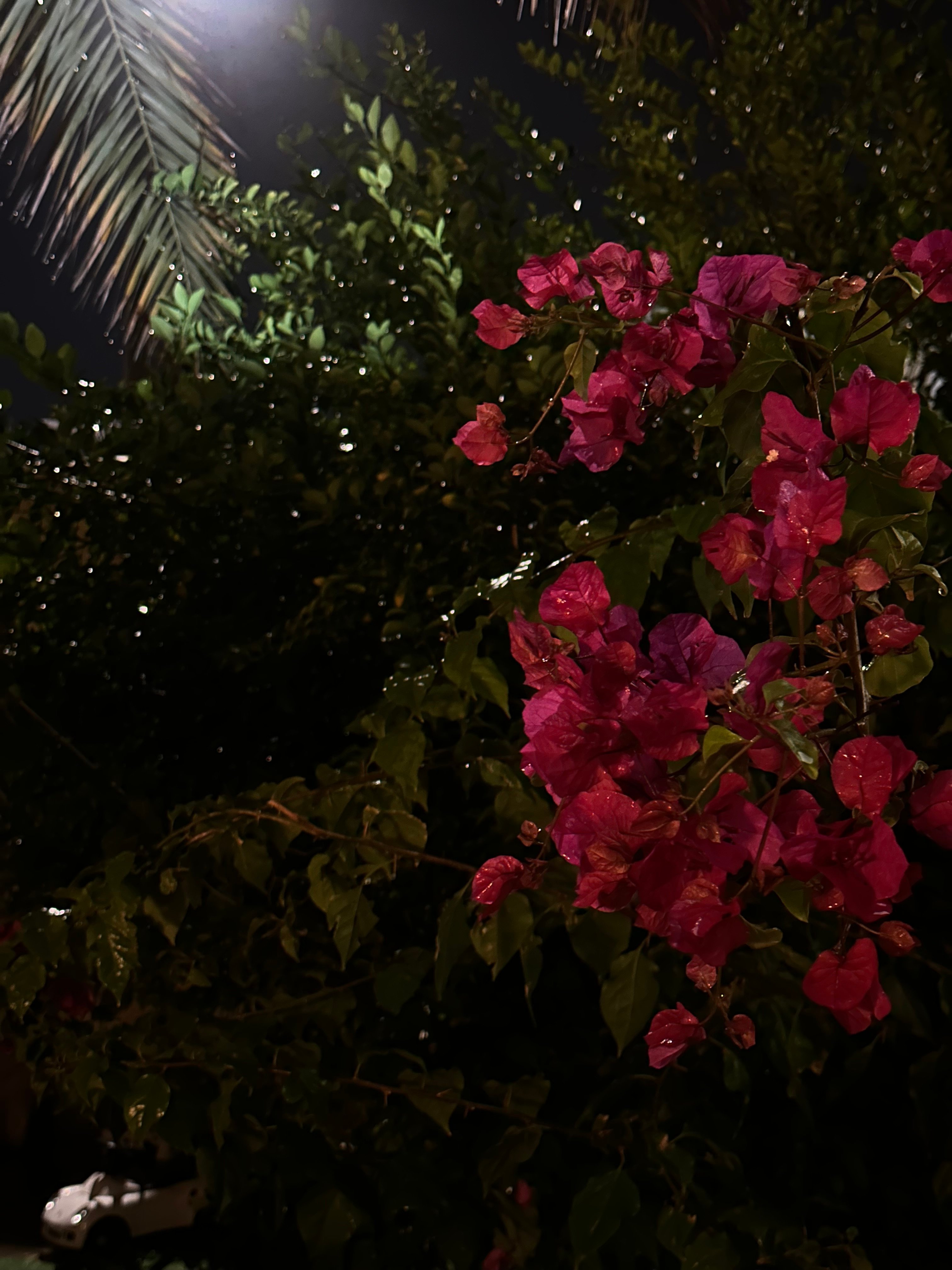 مها الحارثي