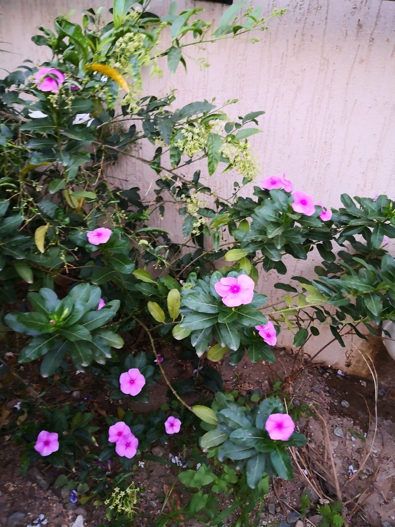 خديجة زكريا