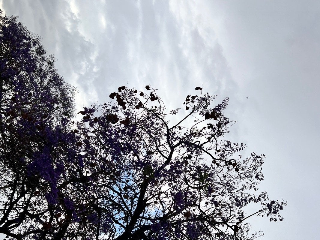 مريم البيبي