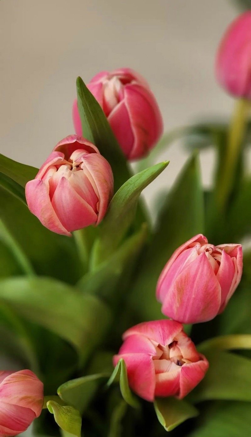 سميه الشهري