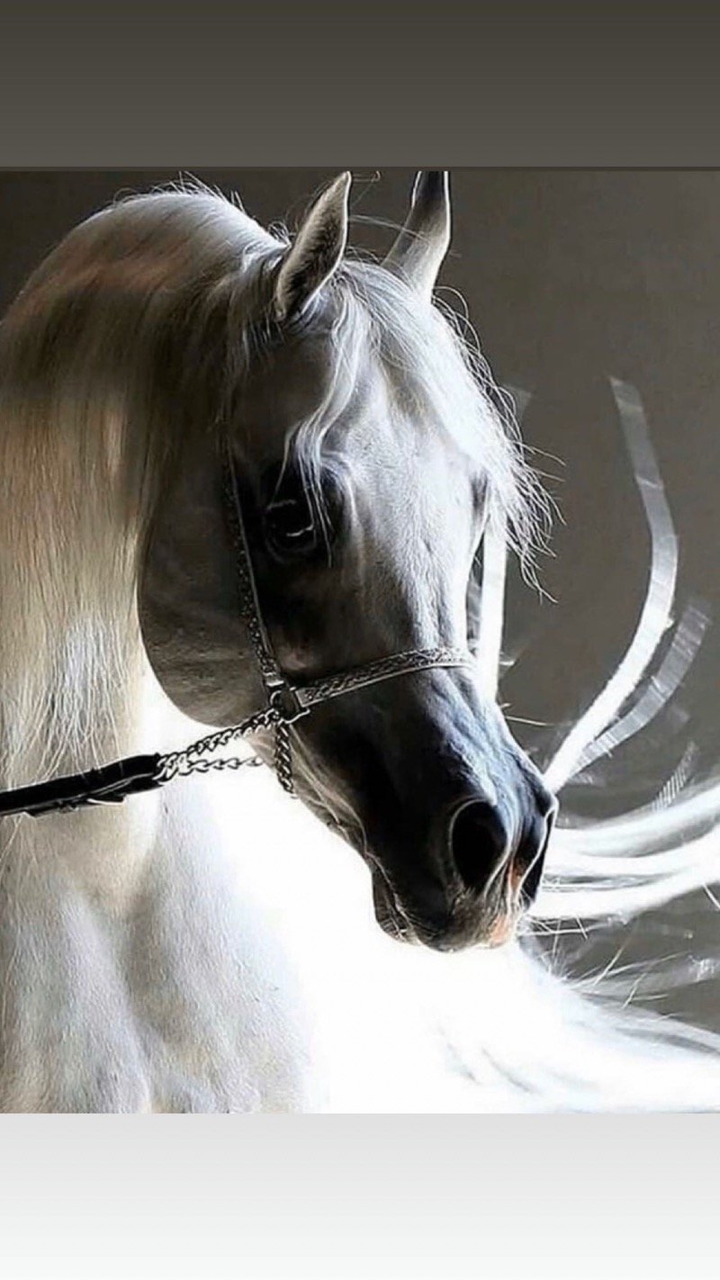 علي التميمي