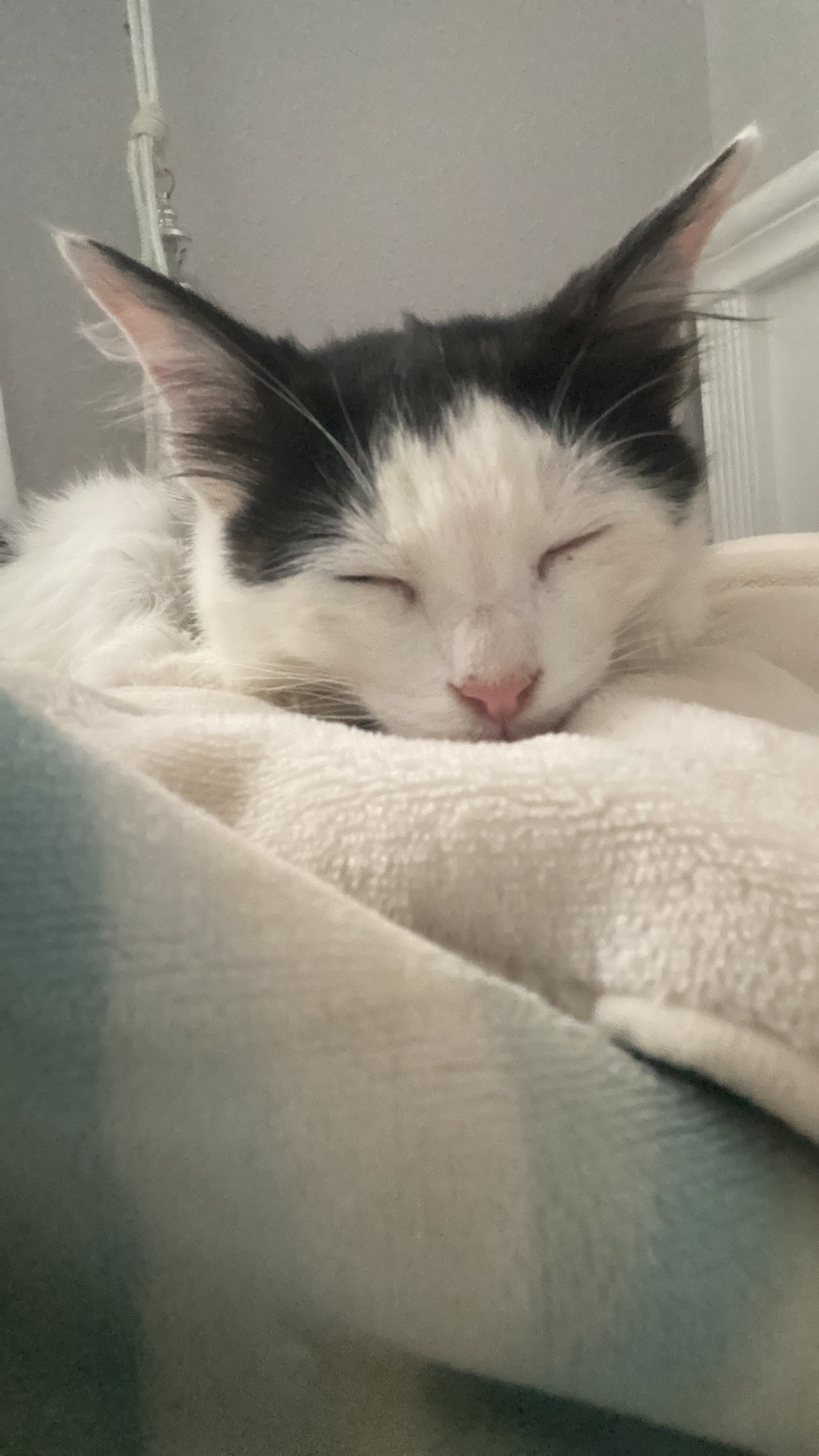 بشاير ال مشبب