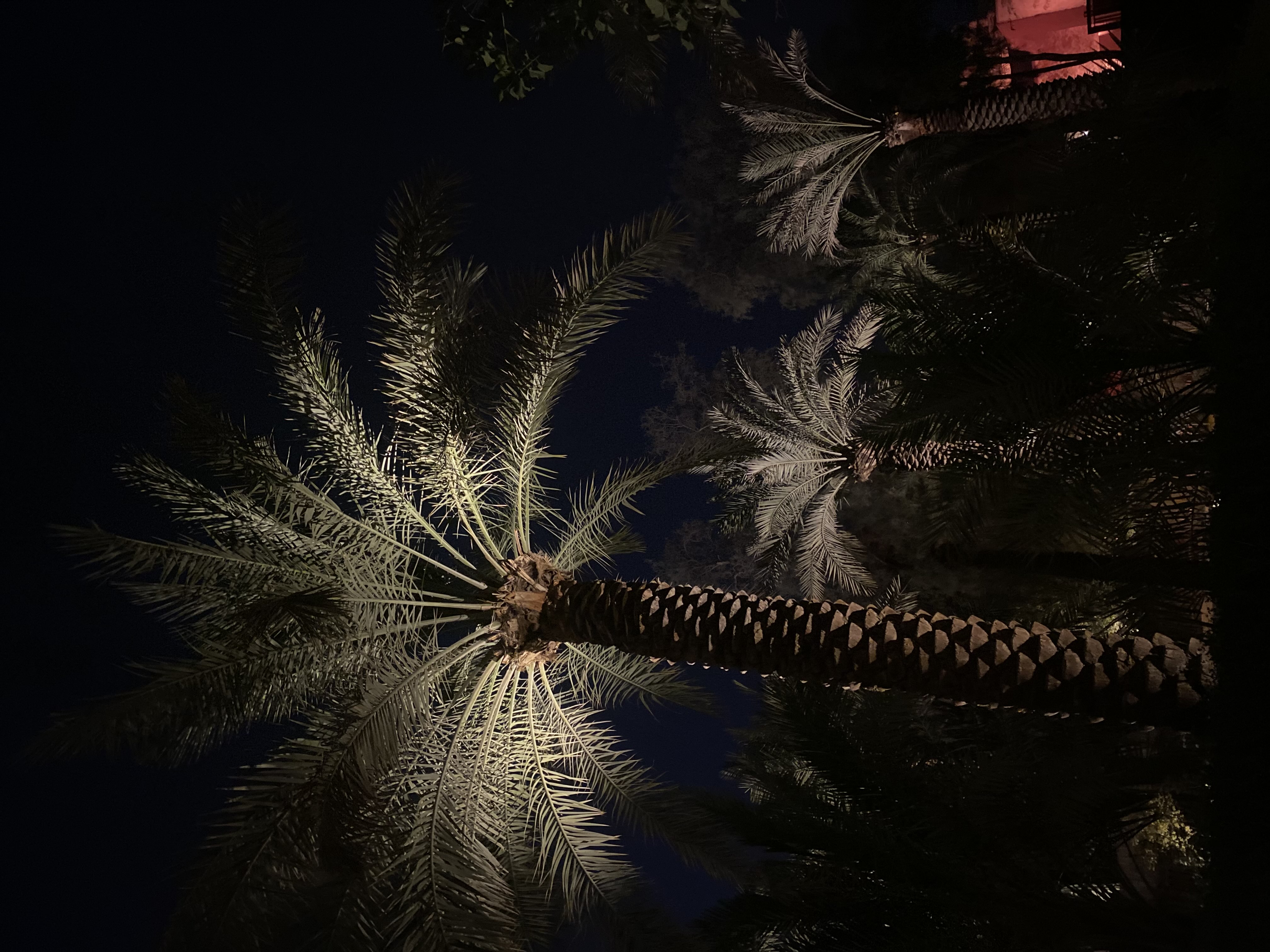 لميس العنزي