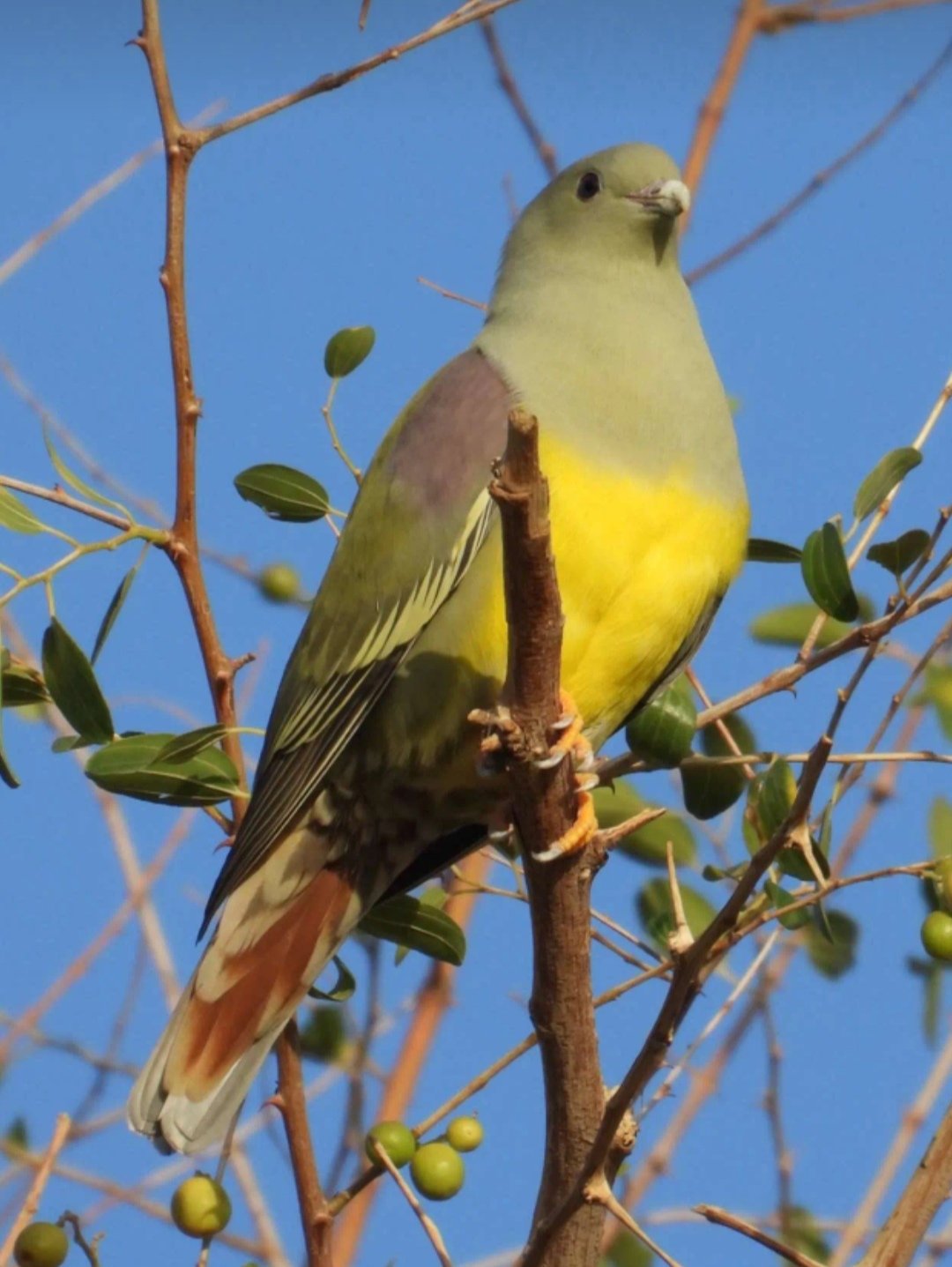 نايا الحربي