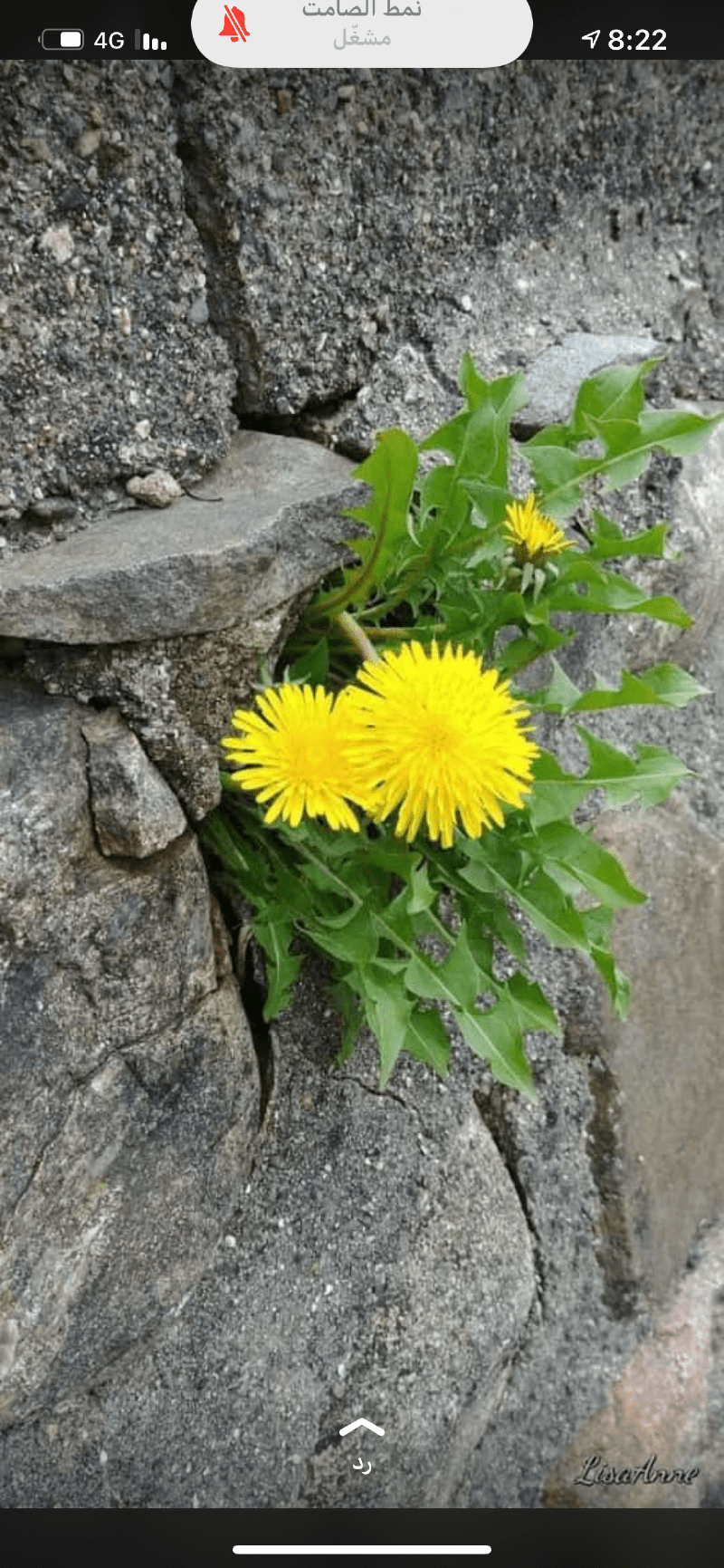 هند سليمان -
