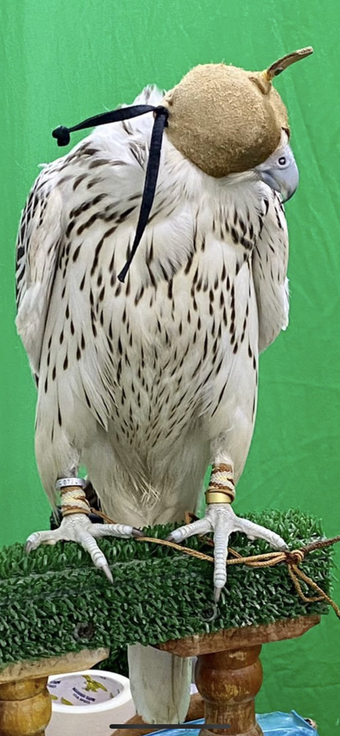 عبدالله بن ضويان