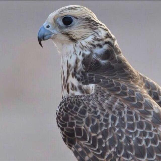 محمد الصاعدي