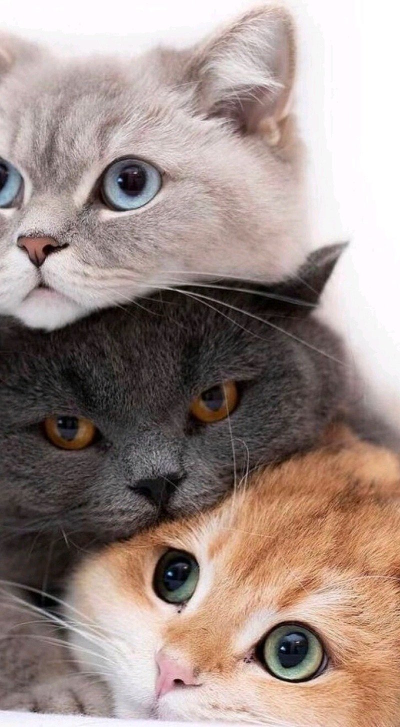 فضة علي الشهراني