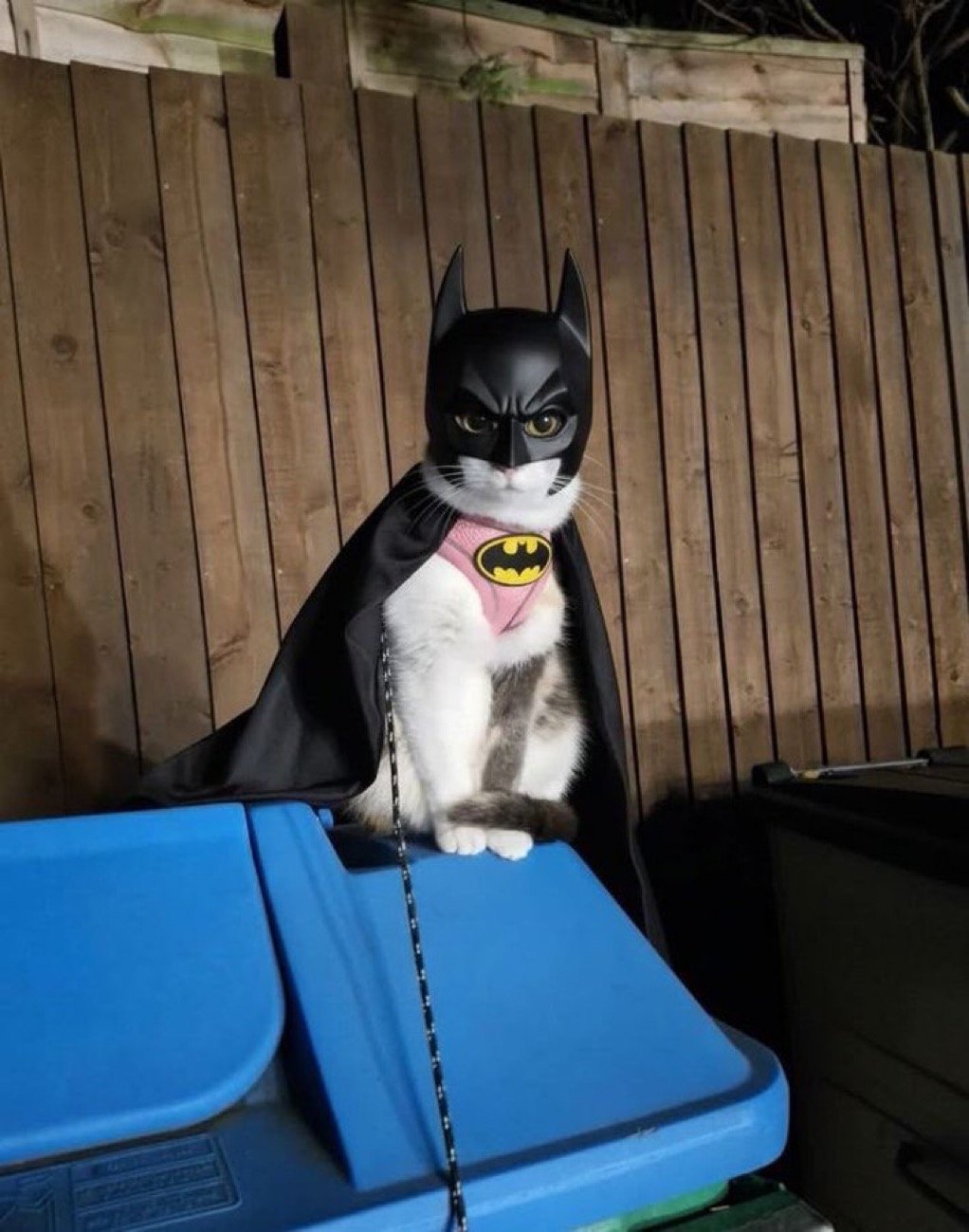 محمد ابو بكر