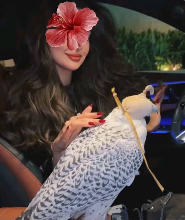 عنان 