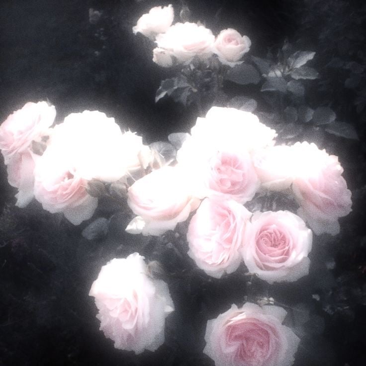 ساره الدايل