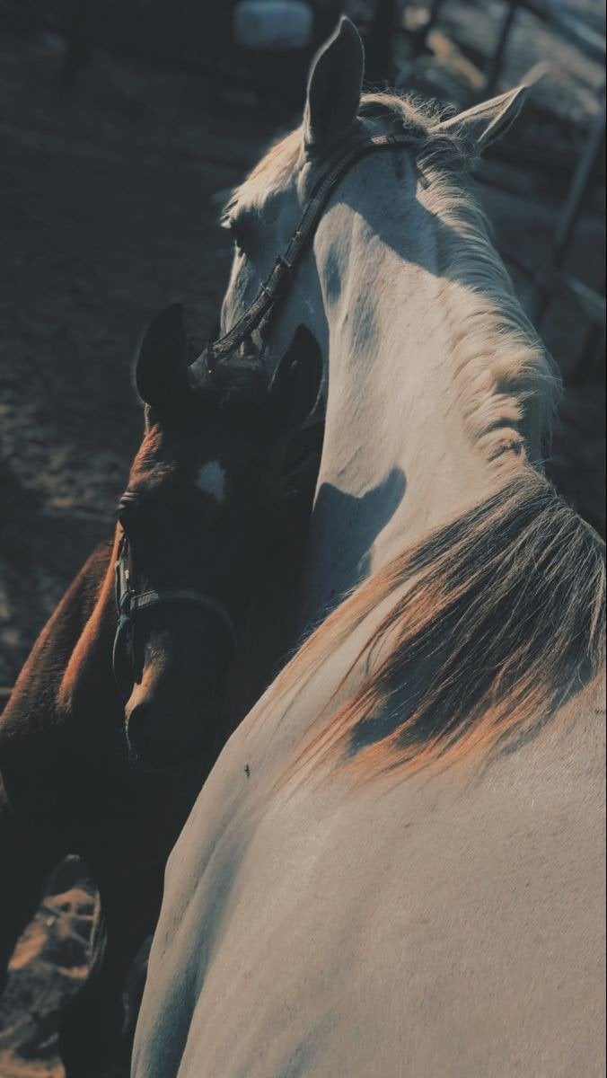 ندى الحايطي