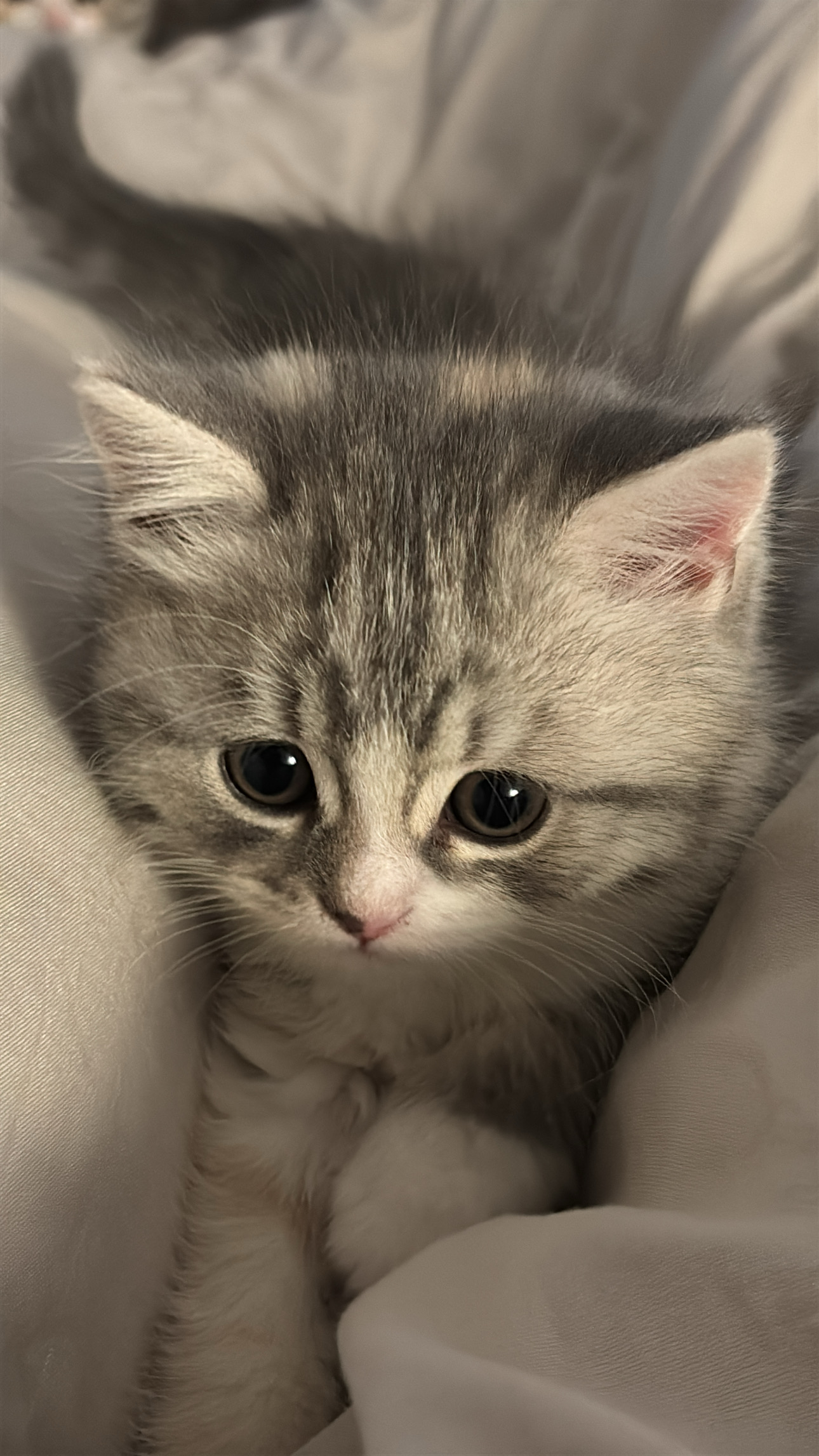 روابي السحيباني