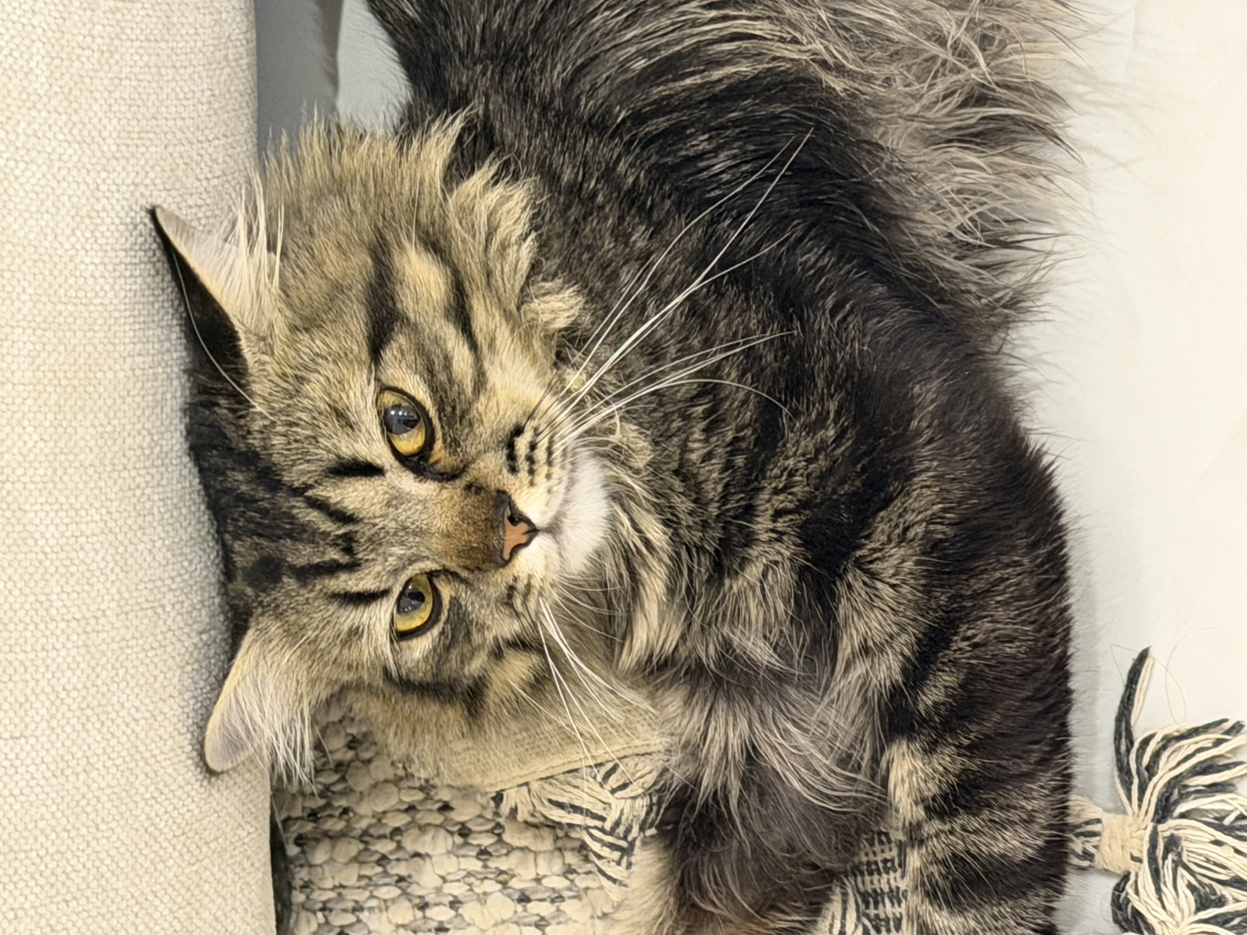 صيته السهلي