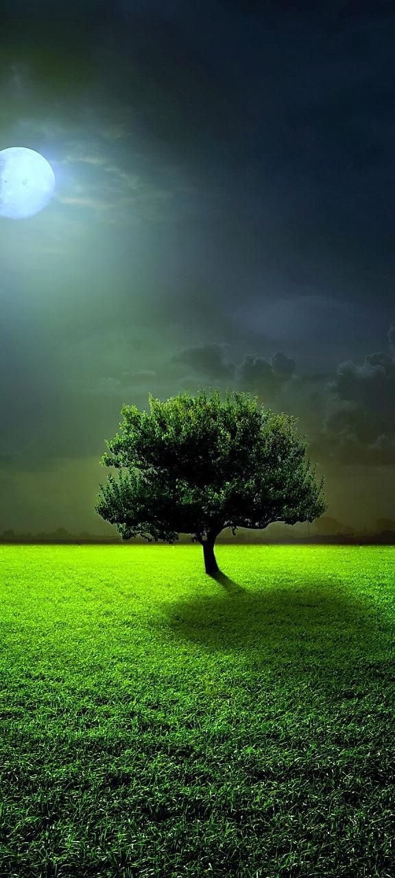 ساره الروقي