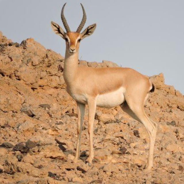 شيخه الظاهري