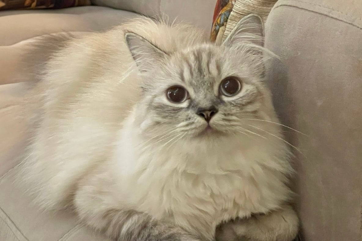 غسان عصمت