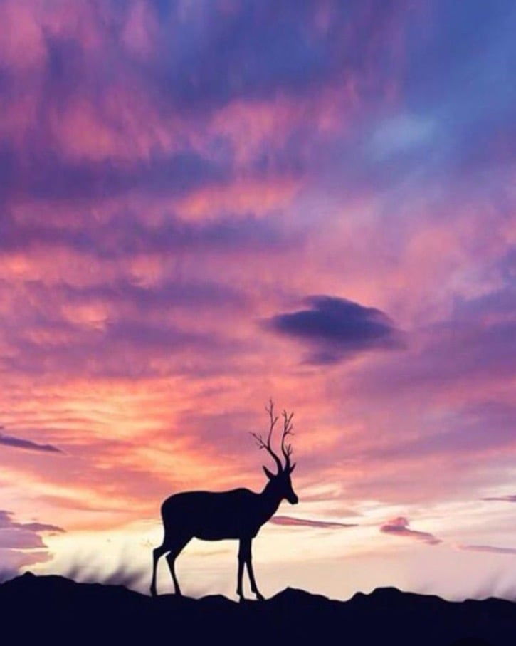 هند اللبيخان