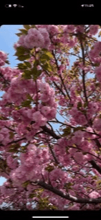 نواف القحطاني