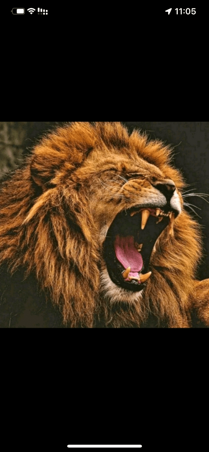 سعيد الزهراني