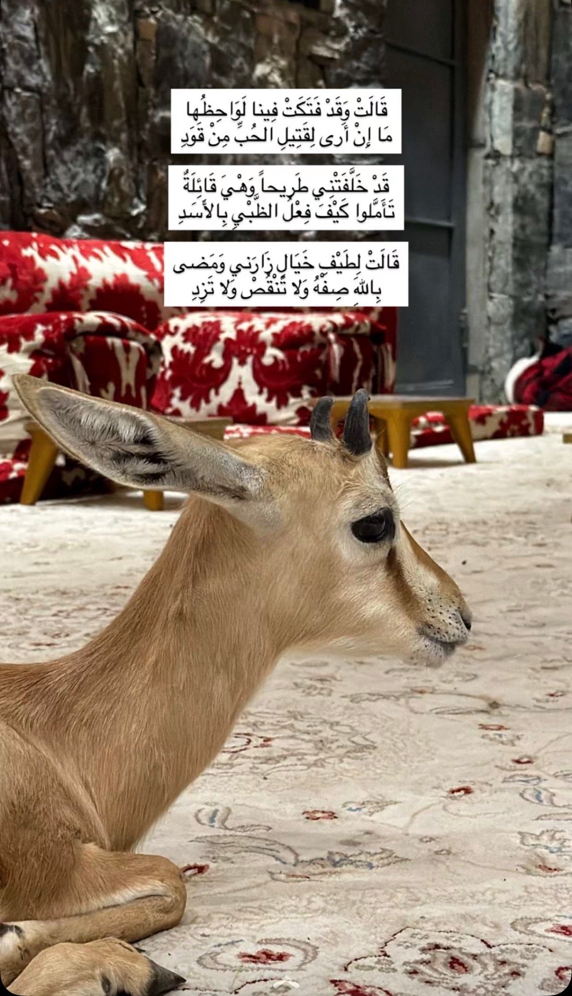 مازن الرشيدي