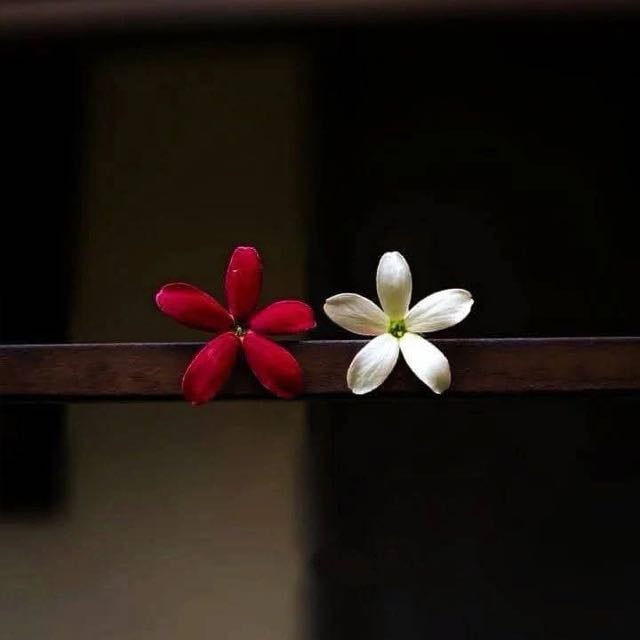 هاجر الحربي