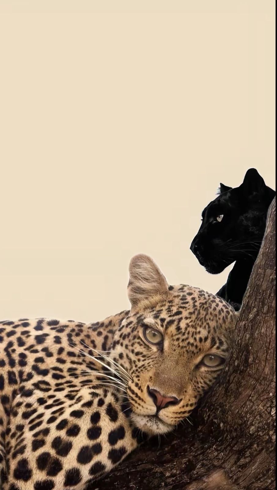 فلاح القحطاني