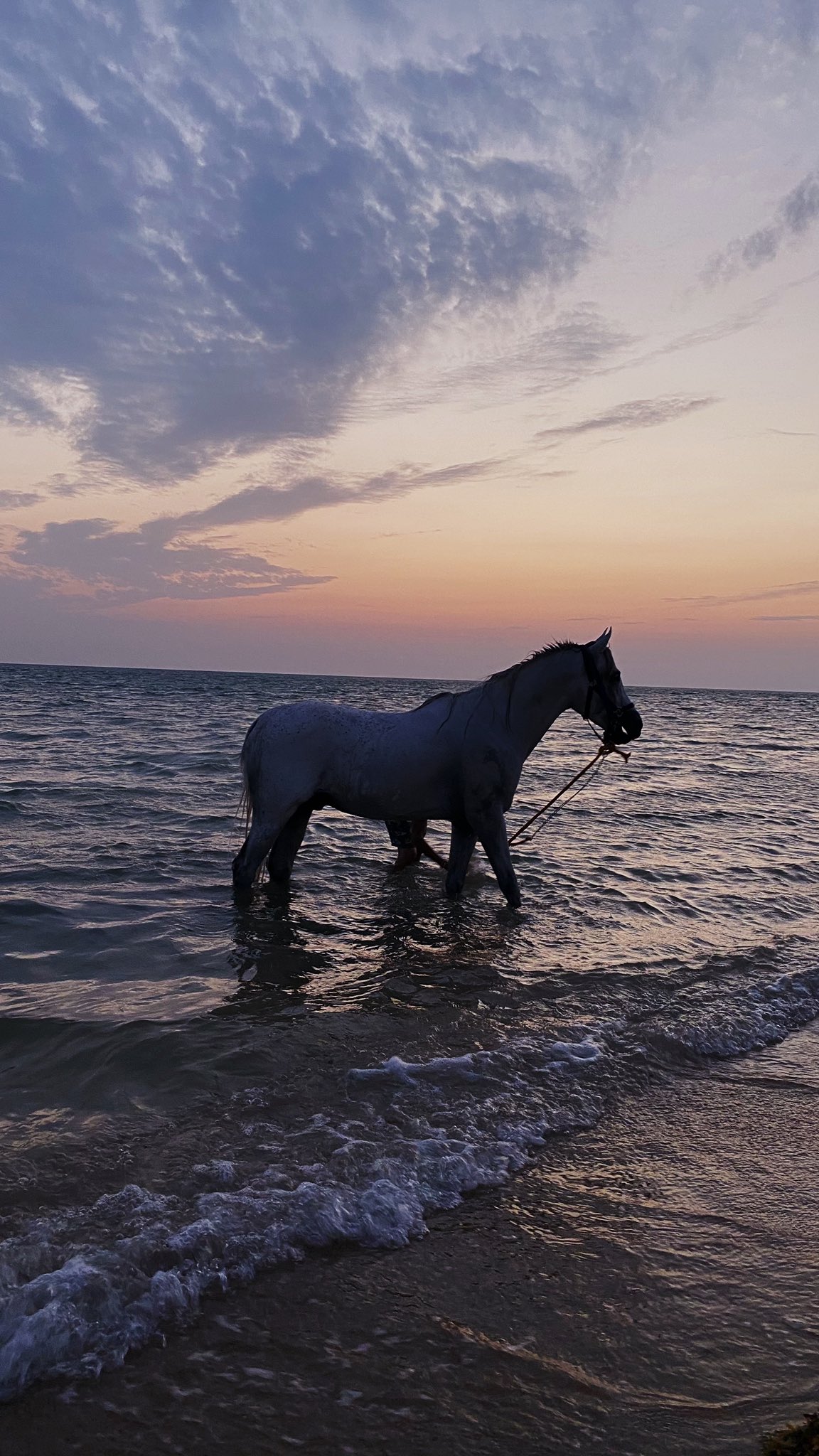 عائشه علواني