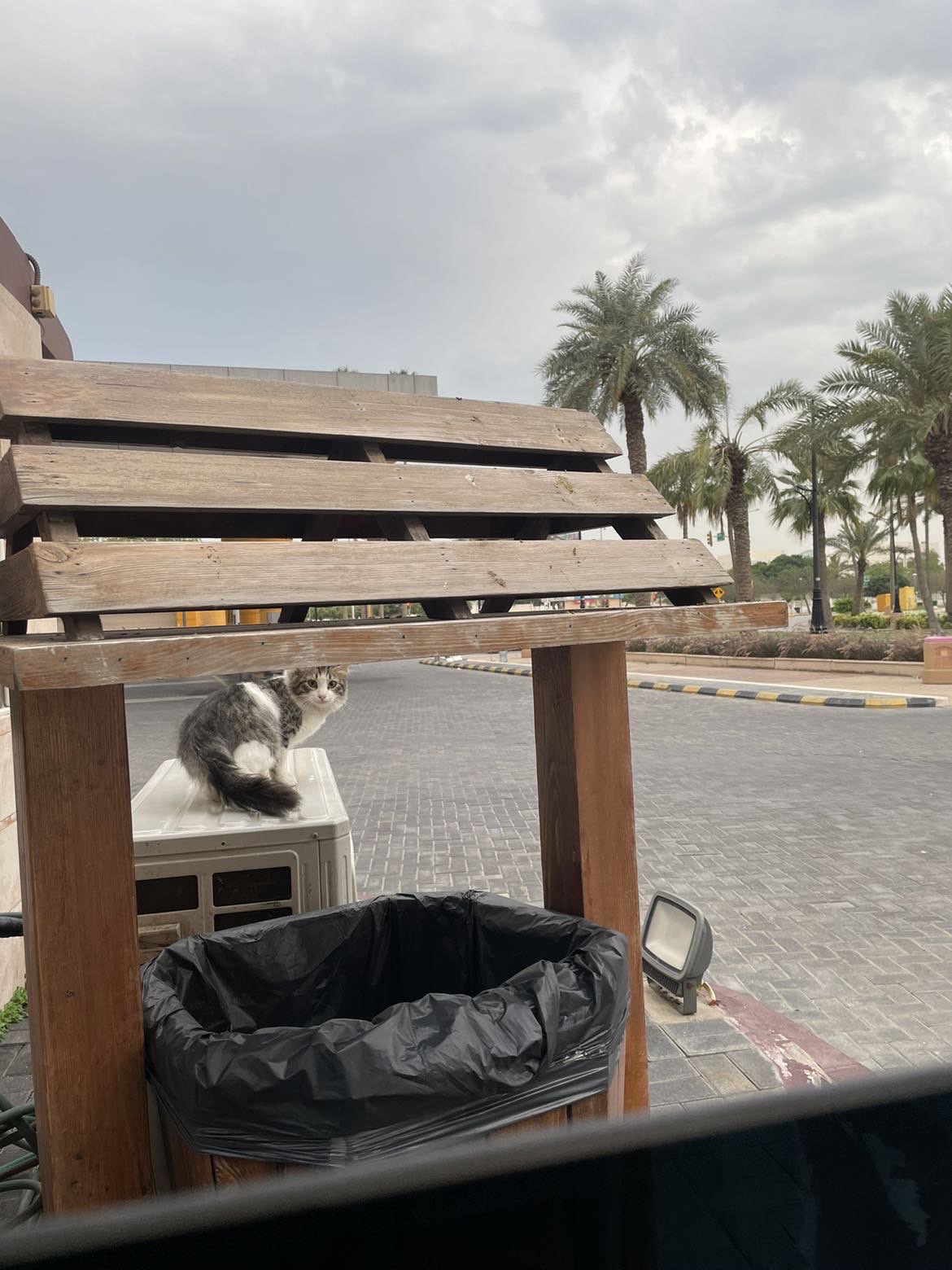 ميمونة محمد