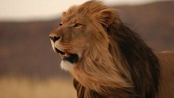 عامر العامر