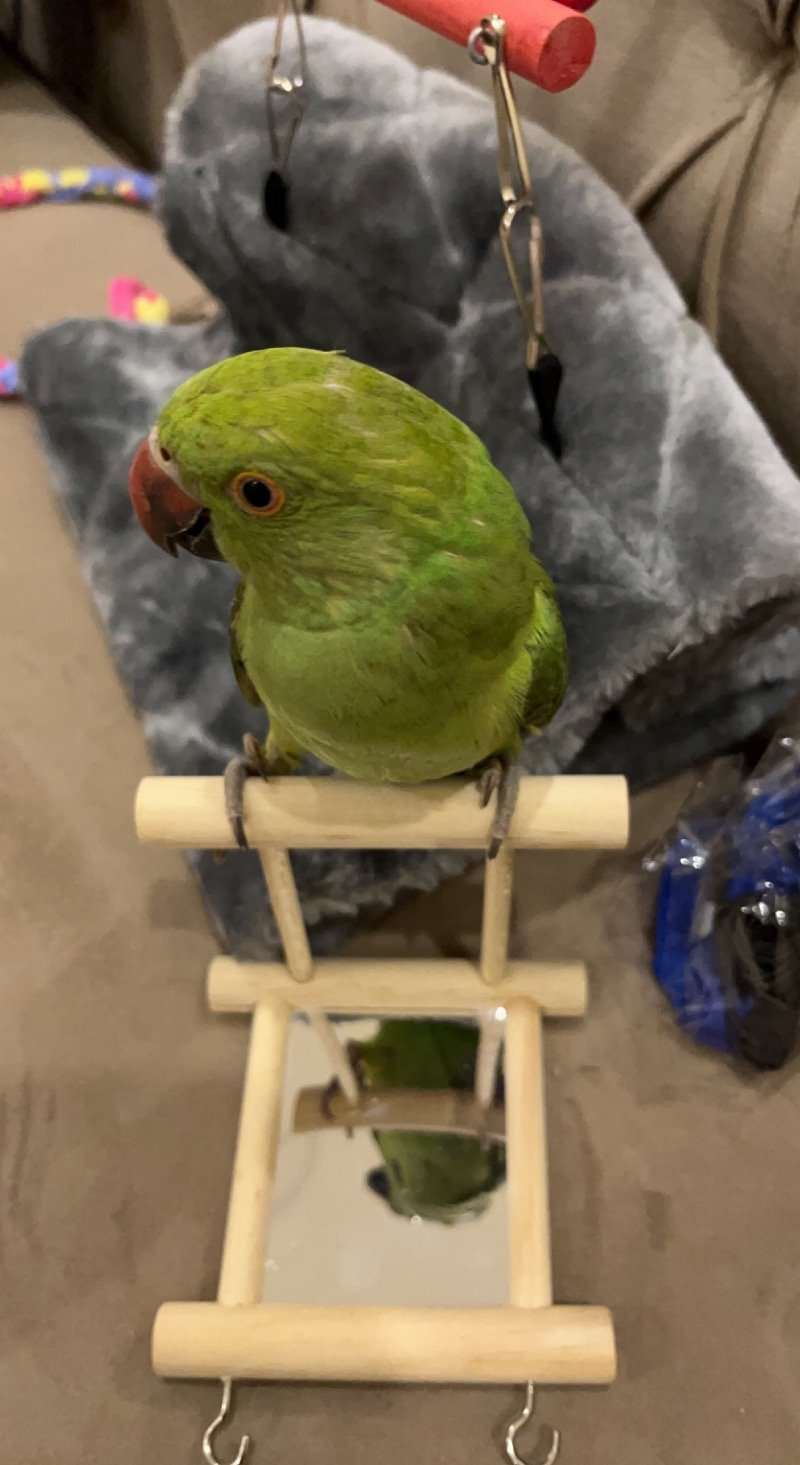 منيره ناصر الدوسري