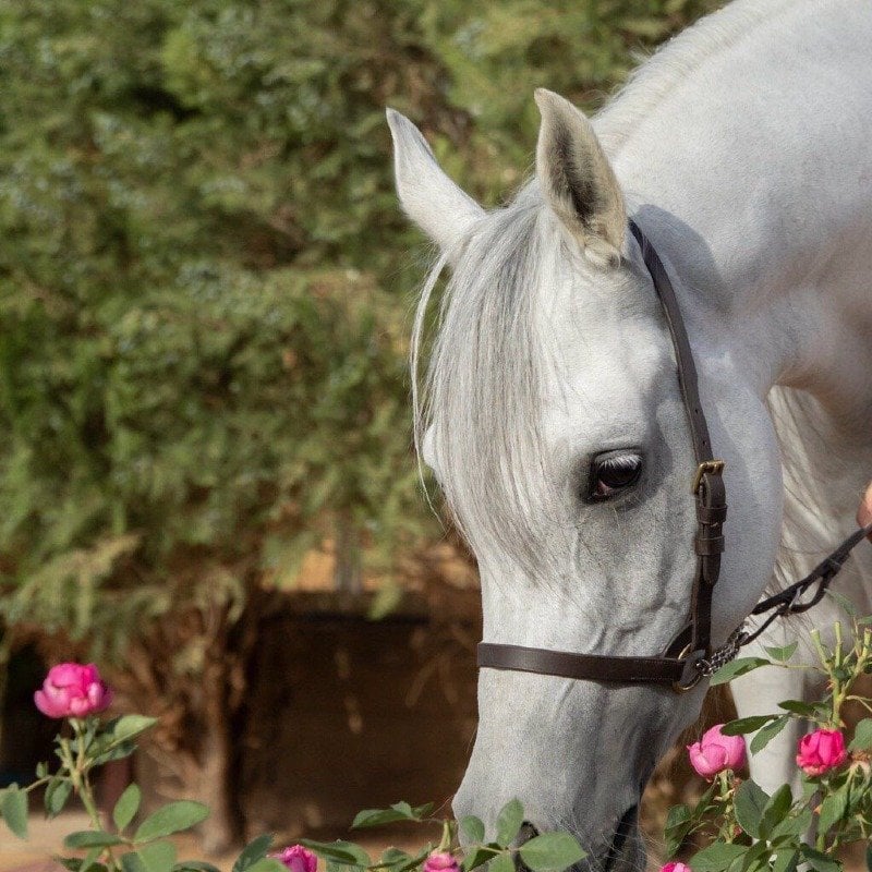 عبديه الشهري