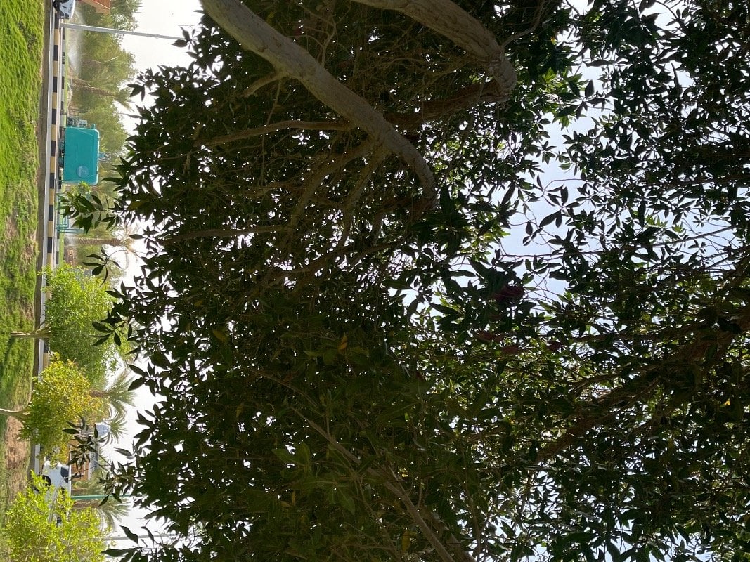 محمد الصيعري