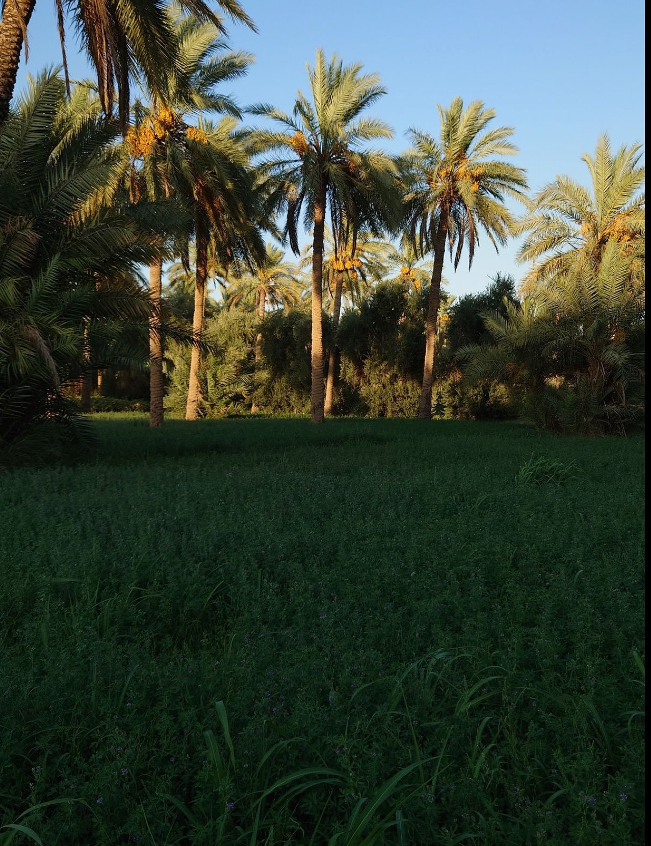 محمد الحربي