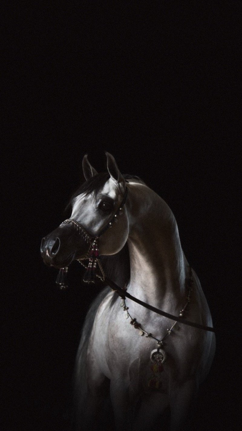 علي المنيعي