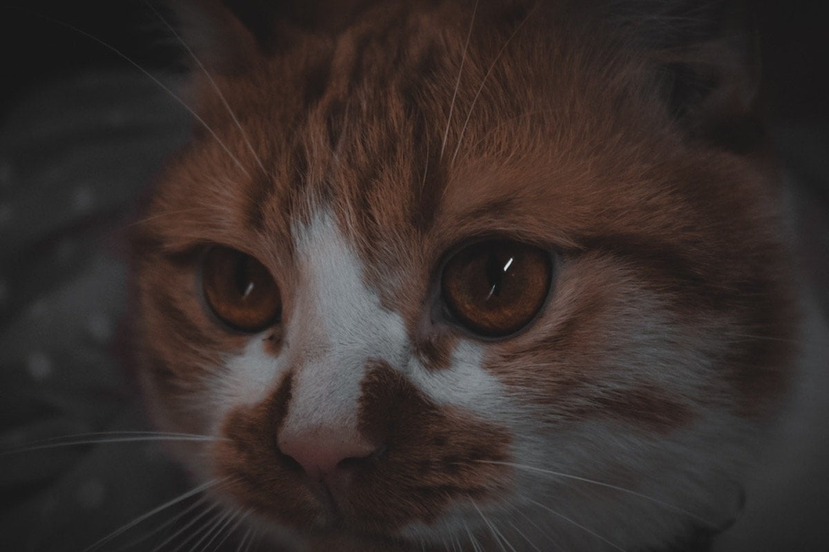 أنوار الدعيرم