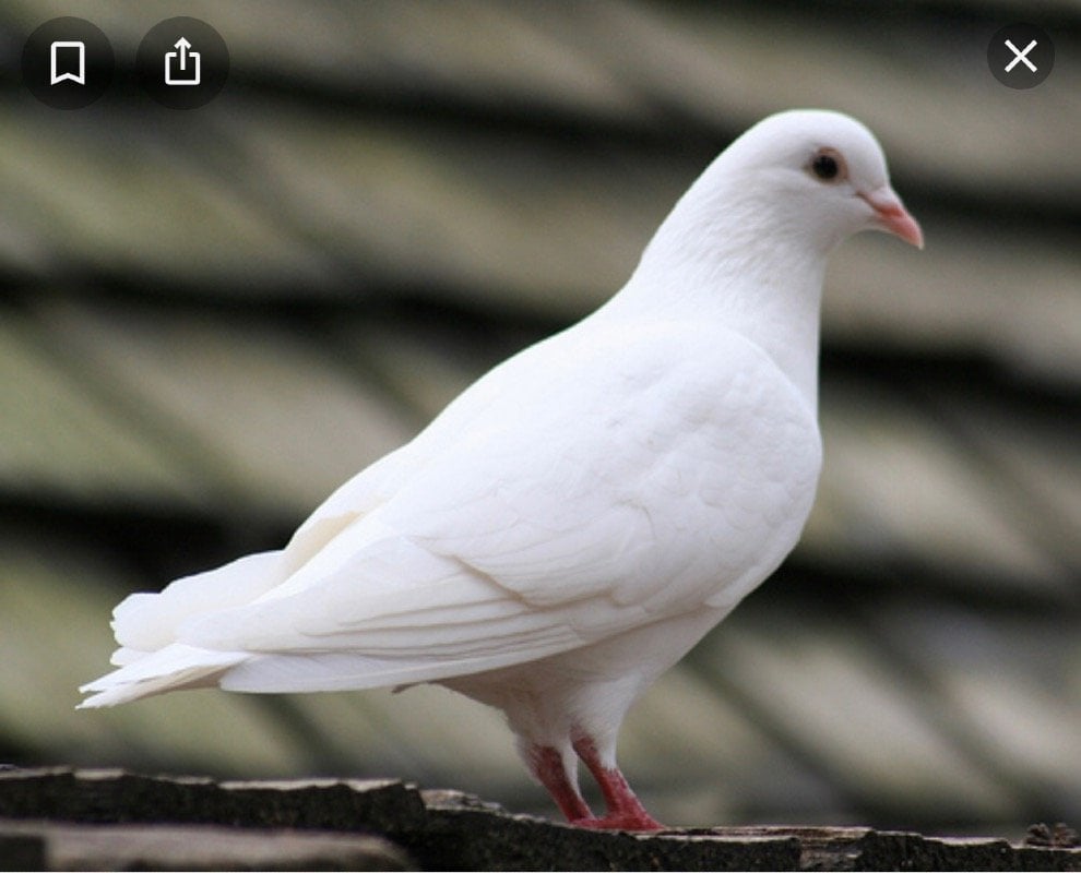 نجلاء عسيري