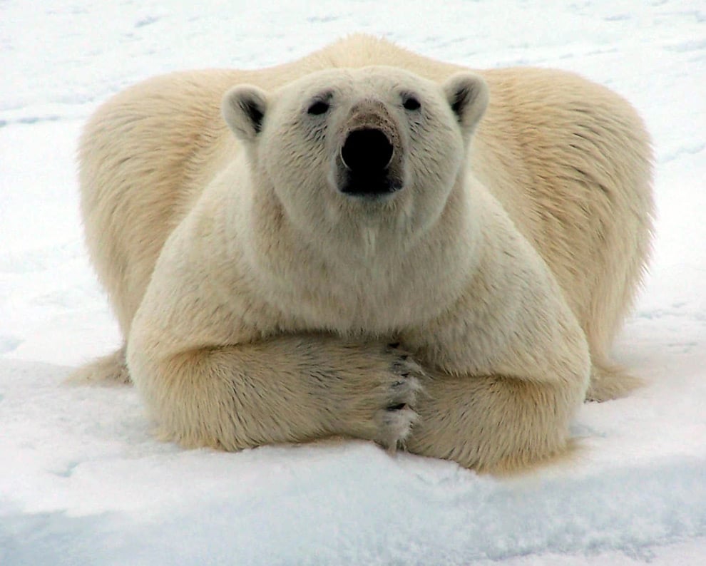 حمود البقمي