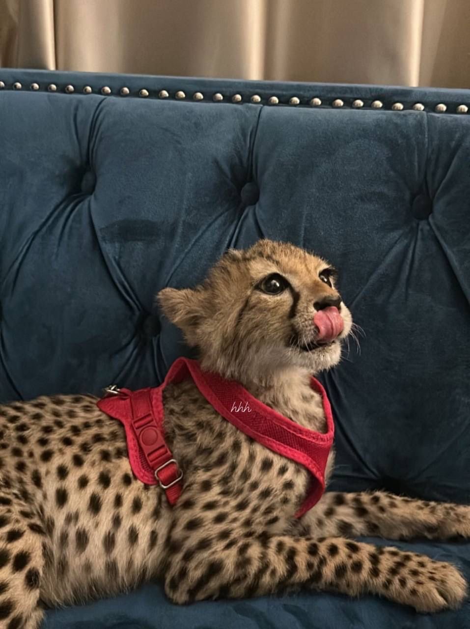 الاستاذه نشميه الشمري