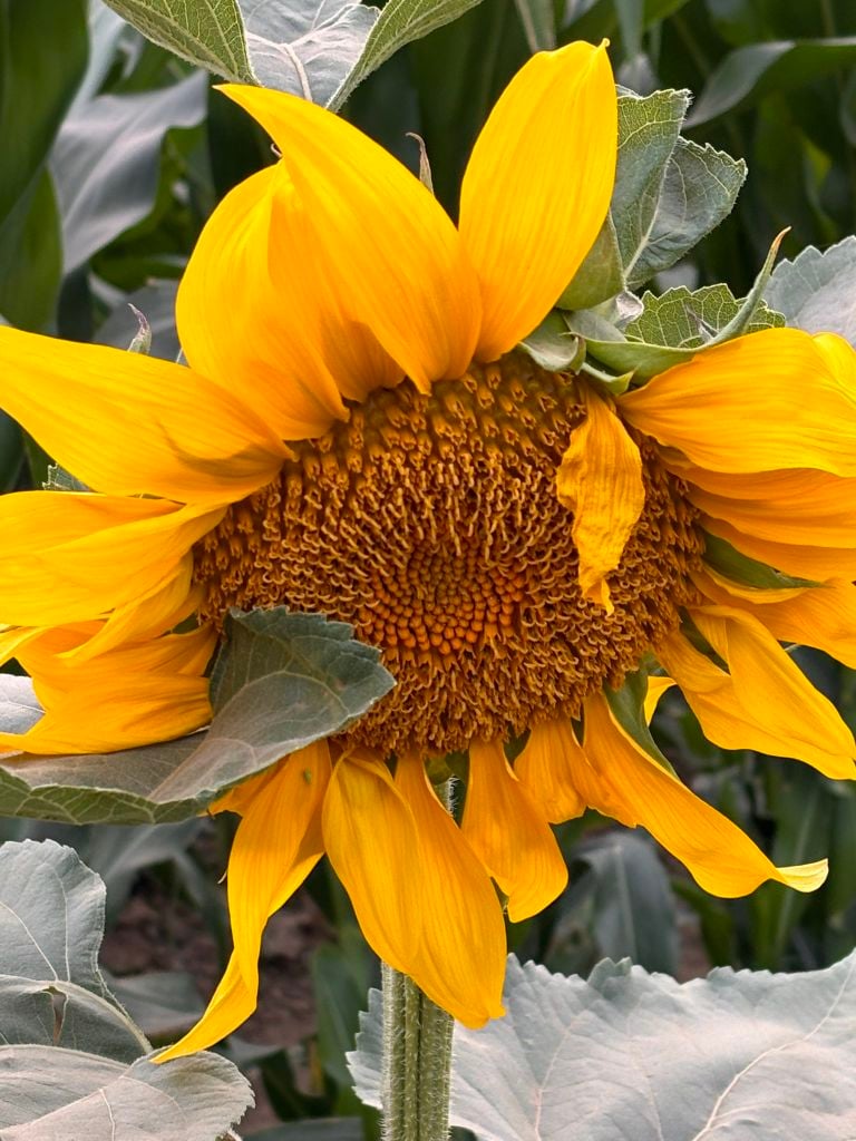 دانه المالكي