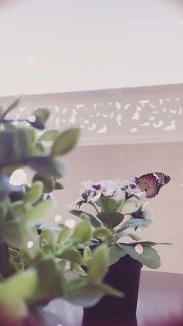 منال المطيري