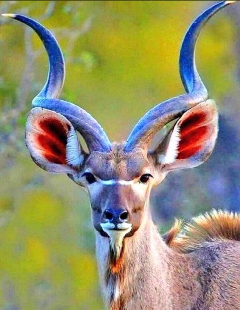 محمد الجمعة