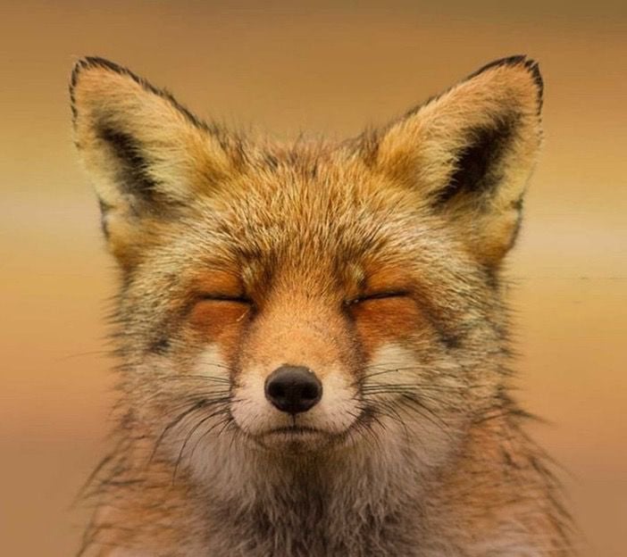 مقبل الشمري