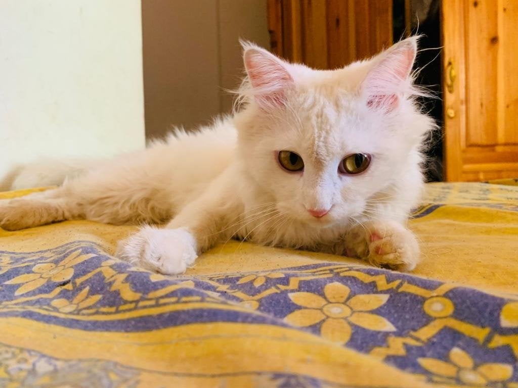 Mujtaba Mohammed