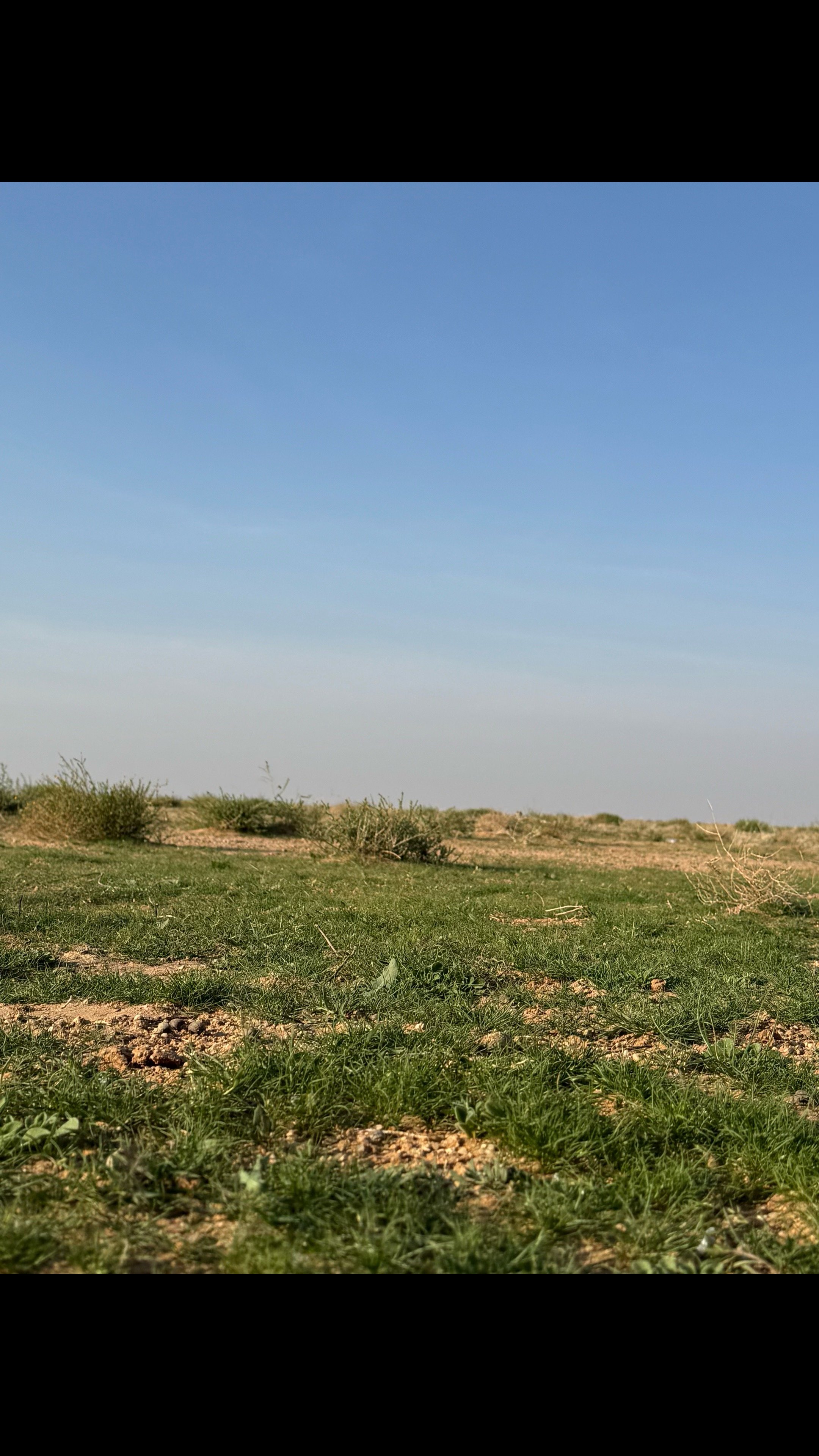 مريفه الحربي