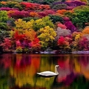 سلطان صويلح محمد