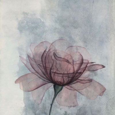 بشاير العنزي