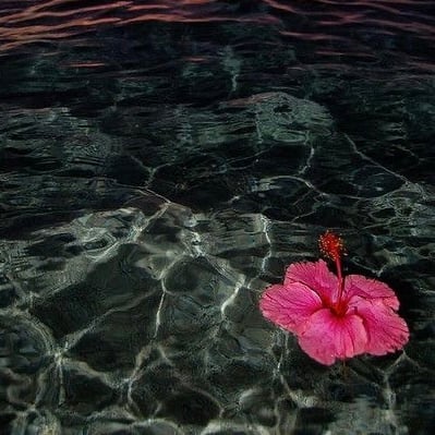 سوسن الشهري