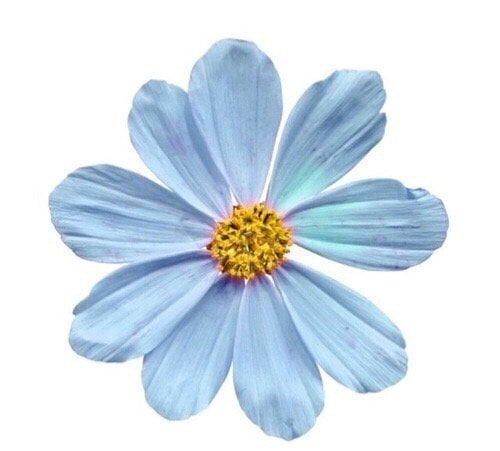 رسيل الزهراني