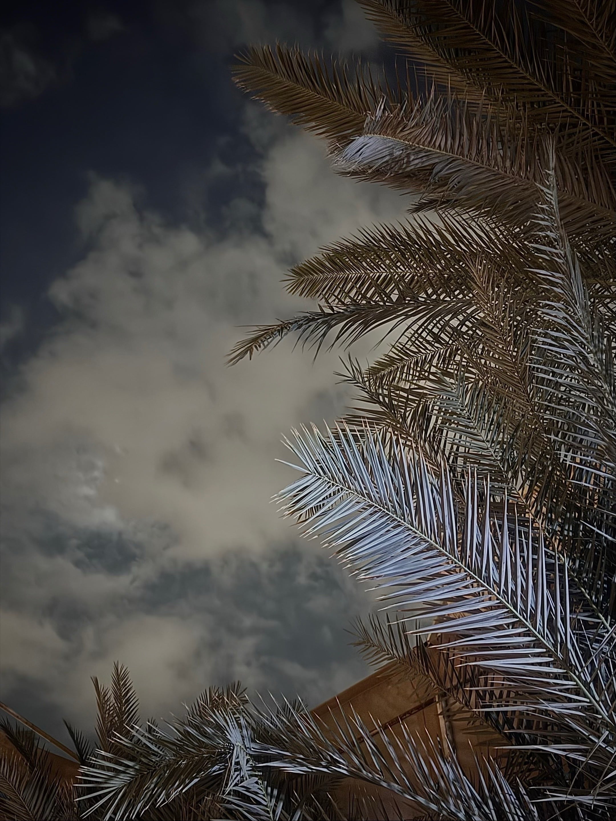 رؤى الحربي